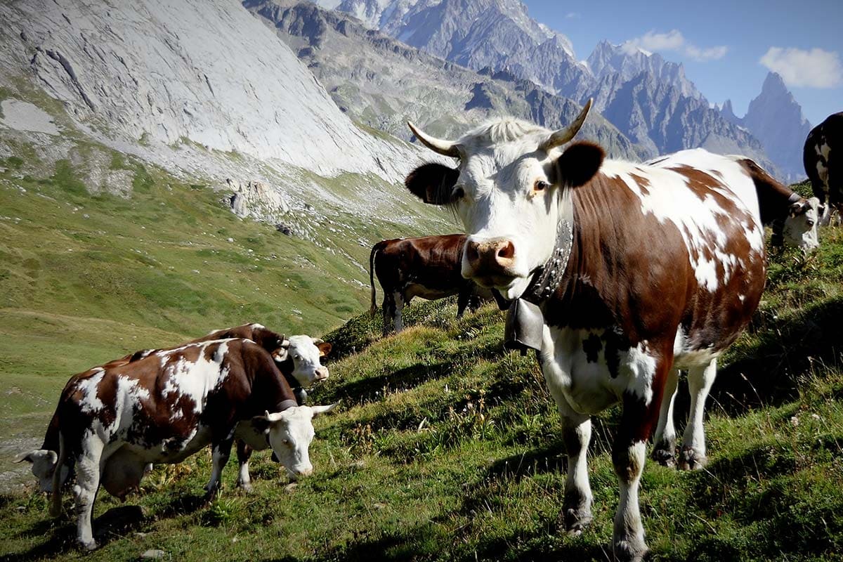 fontina cheese cows