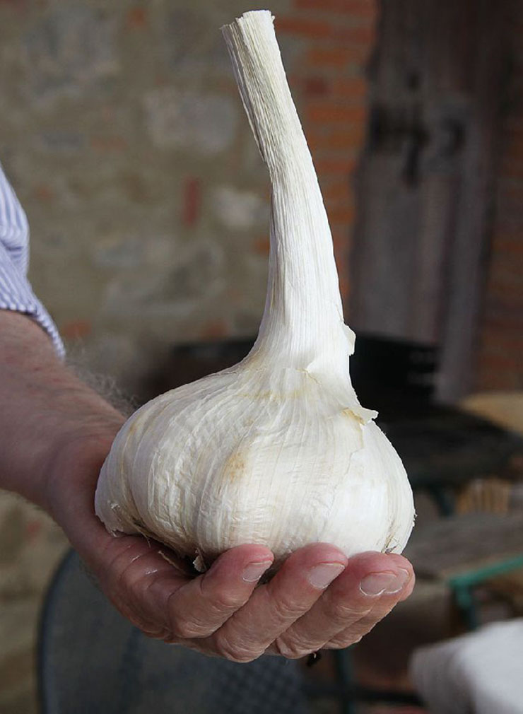 aglione - Tuscan garlic