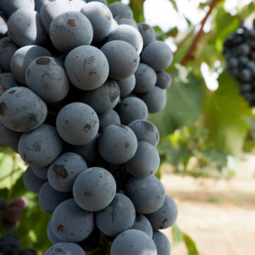 lambrusco grapes