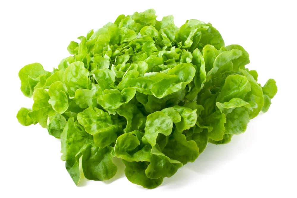 Close up of fresh butterhead lettuce isolated on white background