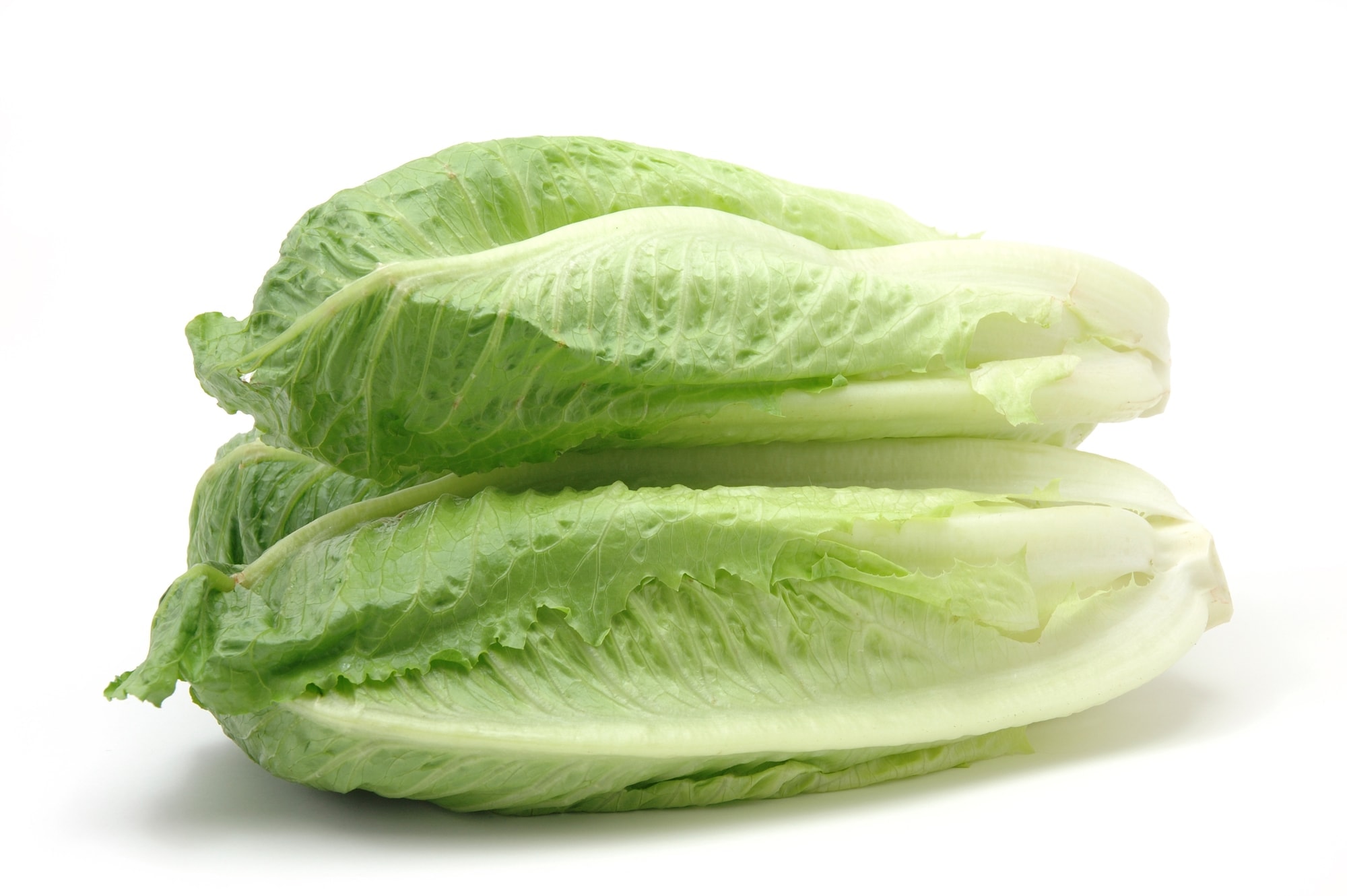 Romaine lettuce in isolated white background