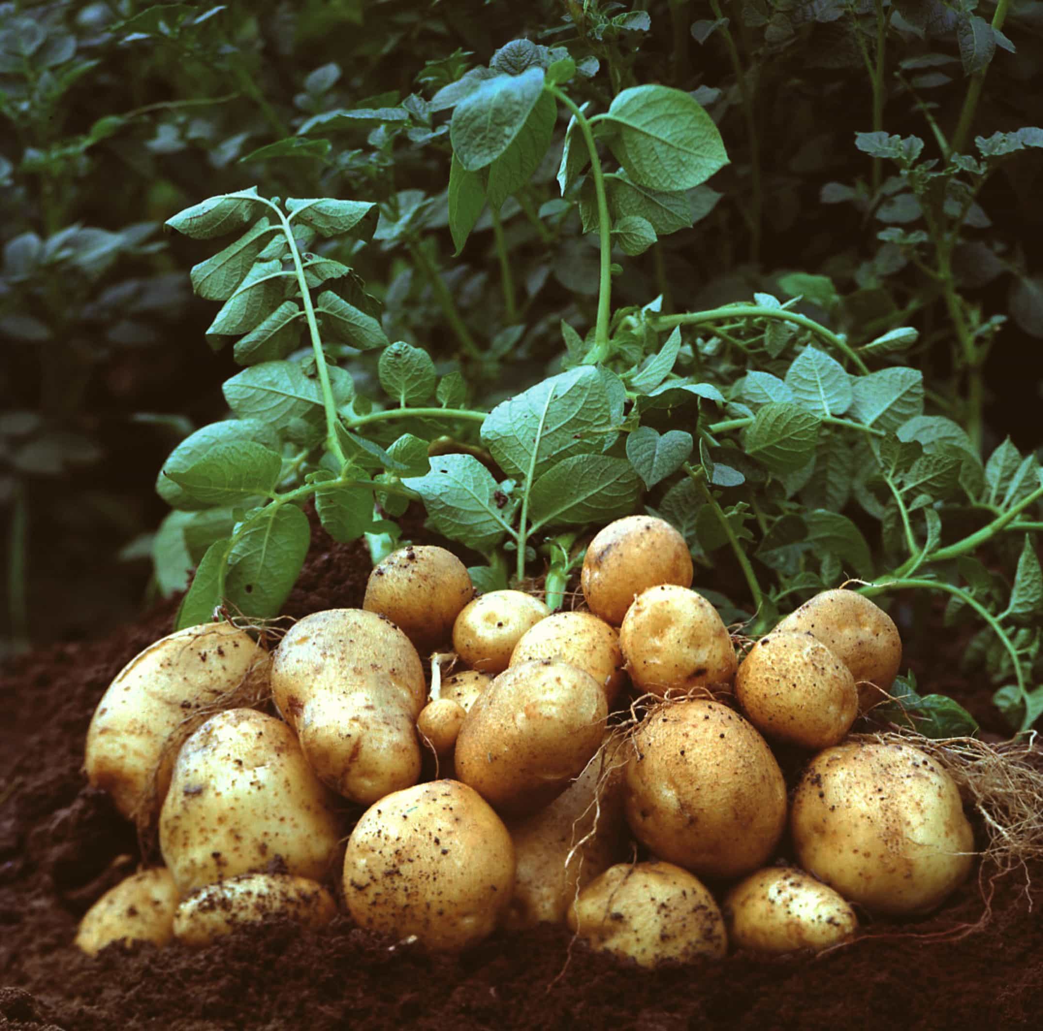 Types of potatoes