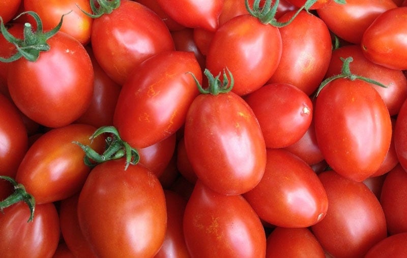 tomato pomodoro fiaschetto di manduria